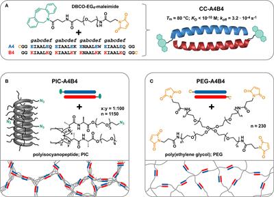 Influence of Network Topology on the Viscoelastic Properties of Dynamically Crosslinked Hydrogels